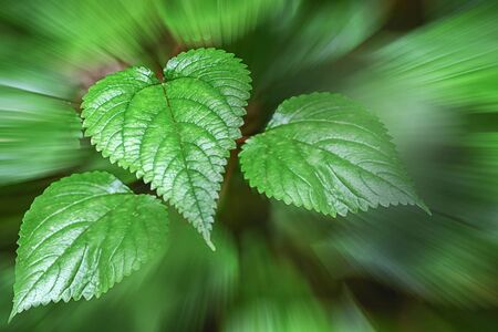 Jungle leaves of deep green color with red colored veins clearly showing.India.2019.
