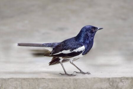 Wild Bird in its natural habitate.India.may 2019.の写真素材