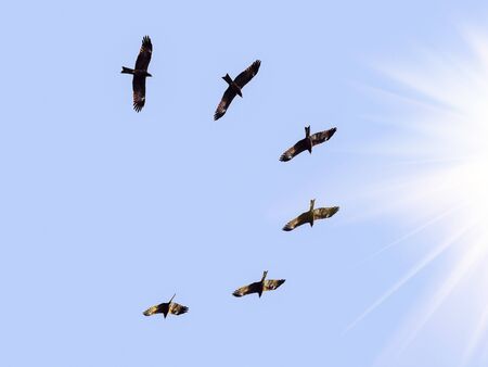 INDIAN BLACK KITE FLYING ON THE SKY IN SEARCH OF FOOD IN THE MIDDAY SUN IN WINTER TIME.