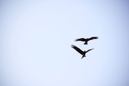 INDIAN BLACK KITE FLYING ON THE SKY IN SEARCH OF FOOD IN THE MIDDAY SUN IN WINTER TIME. JAN 2020.の写真素材