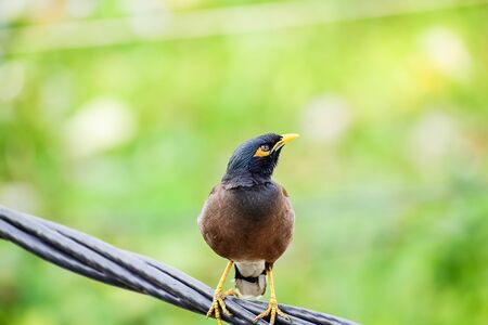 The CommonIndian bird of dark brown color with yellow eye sitting on the cable wire. Myna or Indian Myna,Acridotheres tristis. January 2019.の写真素材