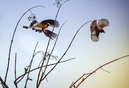 Wild Bird fighting in its natural habitate.India.may 2020.の写真素材