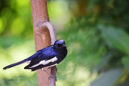 Wild Bird in its natural habitate.India.may 2020.