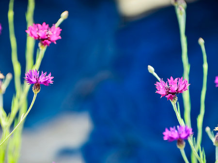 Deep flower blossoms flowering in the winter seasonal garden glory. 2020. India.