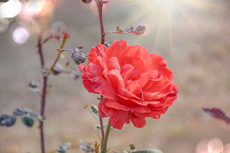 Ornamental garden decorated with plants beautified with the blossoms of Rose flower. India, Asia. december 2020.の写真素材