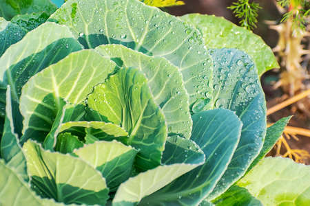 Cabbage plant single in the garden with natural water drops.