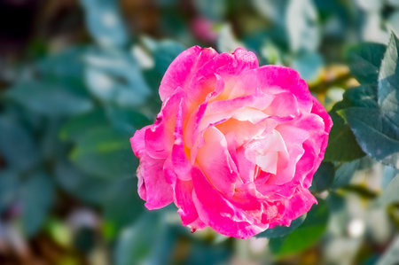 Ornamental garden decorated with plants beautified with the blossoms of Rose flower. India, Asia. december 2020.の写真素材
