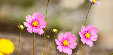 Seasonal winter flower Cosmos blooming bright and colorful in a Sunny day of January. 2020. India.