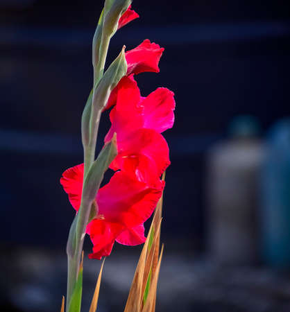 Deep Red colored gladiola flower blossoms flowering in the winter seasonal garden glory. 2020. India.の写真素材
