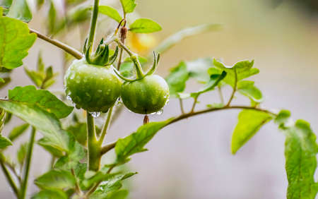 Seasonal winter vegetable tomato unriped young of bright green color in a Sunny day of January. 2020 India.の写真素材