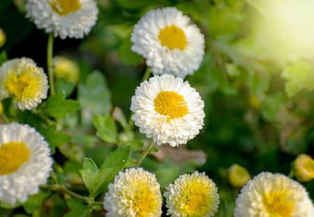 Seasonal winter flower Calendula blooming bright and colorful in a Sunny day of January. 2020. India.の写真素材