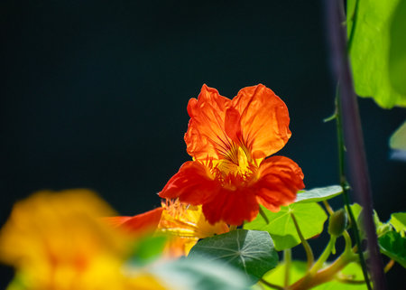 Orange nasturtium flower with green leaves in the garden.の写真素材