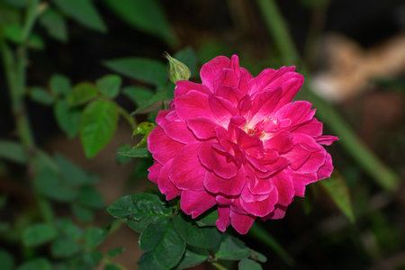 Special type of aromatic Rose flower with beautiful dark pink color and fragrance developed in Indian horticulture department.の写真素材