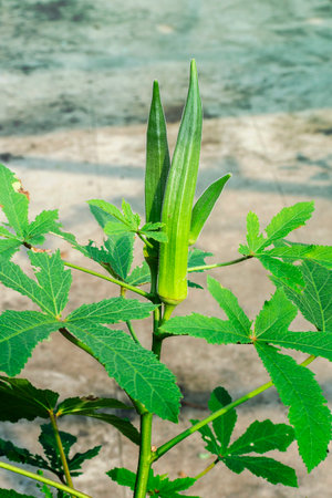 Ladies fingur or okra plant flowering and fruiting in the pot garden in the moning sunlight.の写真素材