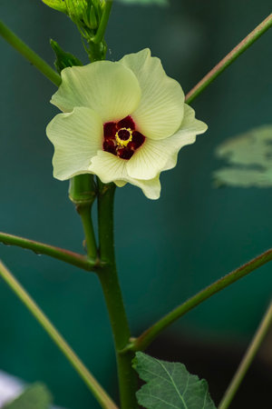 Ladies finger or okra plant flowering and fruiting in the pot garden .