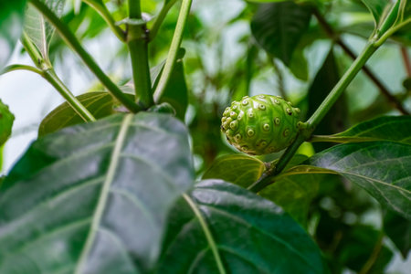 Noni fruit or Indian mulberry plant or vomit fruit with the scientific name Morinda citrifolia fruiting continuously which are very nutritious and healthy fruits, the juice is cures many diseases.(Multiple values)の写真素材