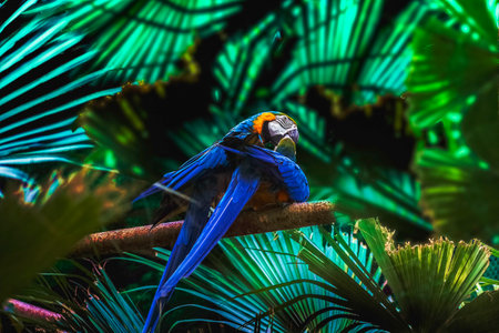 Variety of vividly vibrant colorful parrot Macaw sitting in dark background colored bright green blue red orange.の写真素材