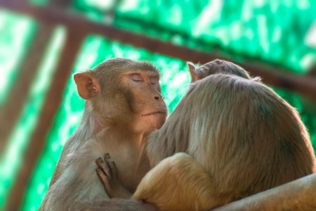Monkey with different look sharing with camera.