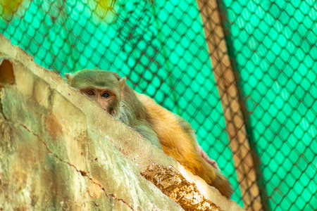 Monkey yellow colored with different look.