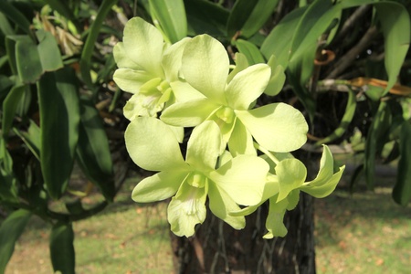 Orchid tropical flower