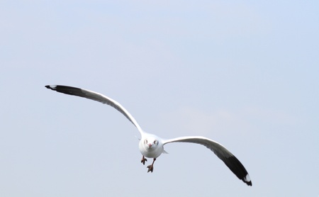 Seagull flying lonely on the sky