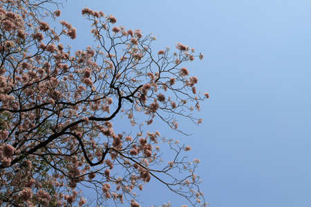 Pink flowers on tree against blue sky
