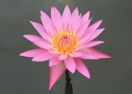 Pink water lily lotus flower with green leaves の写真素材