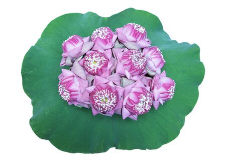 Group of pink lotus flowers with green leaf backgroundの写真素材