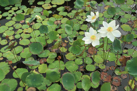 White lotus flowers with green leaves background in the lakeの写真素材