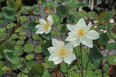 White lotus flowers with green leaves background in the lakeの写真素材