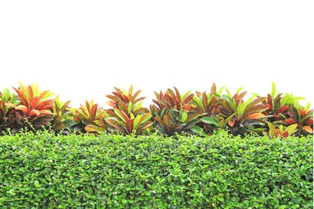 Abstract background from green leaves