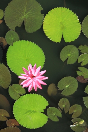 Pink water lily flower on the pondの写真素材