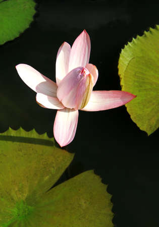 Pink water lily flowerの写真素材