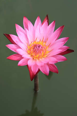 Pink water lily flower with water background の写真素材