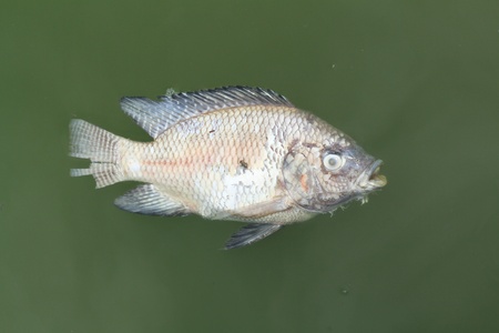 Died fish and waste water 