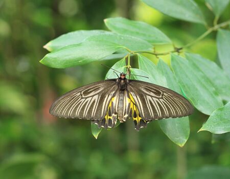 Butterfly on green leaf