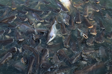 Shoal of fish are chasing food 