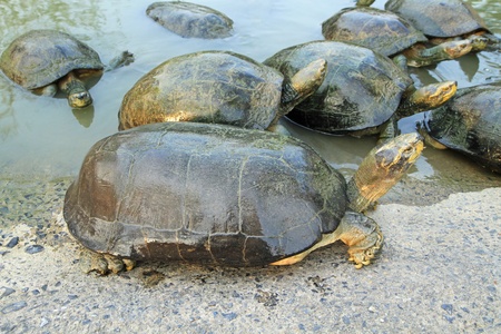 Group of turtles in the pond の写真素材