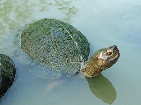 Turtle in the pond