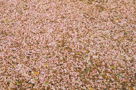 Pink trumpet tree flowers on the groundの写真素材