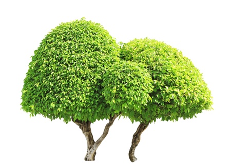 Banyan or ficus bonsai tree isolated on white backgroundの写真素材