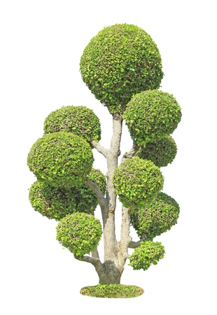 Streblus asper tree isolated on white background の写真素材