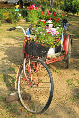 Colorful cosmos flowers on vintage bicycleの写真素材