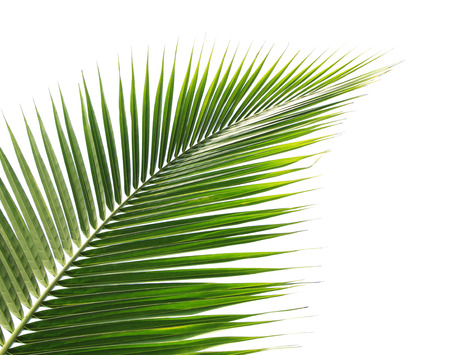 Green coconut leaf on white backgroundの写真素材