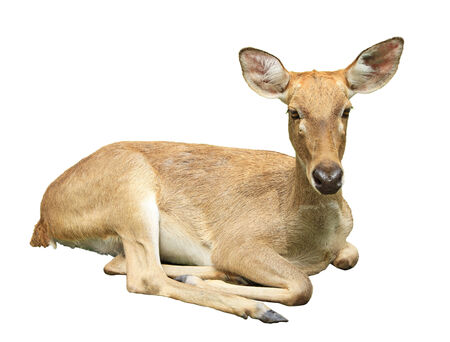 Deer lying isolated on white backgroundの写真素材