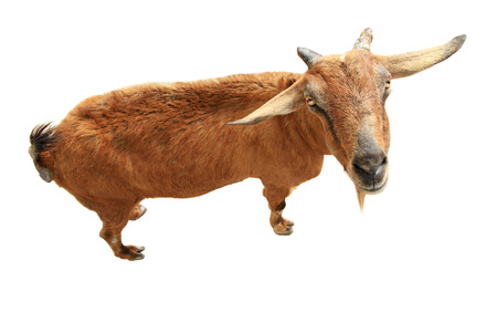 Brown goat isolated on white backgroundの写真素材