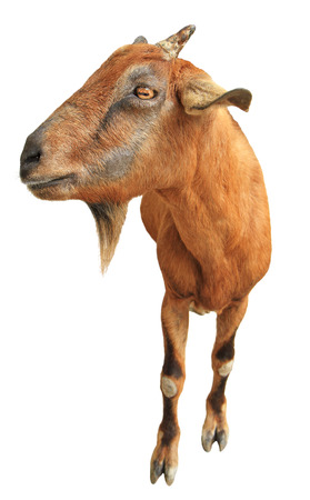 Brown goat isolated on white backgroundの写真素材