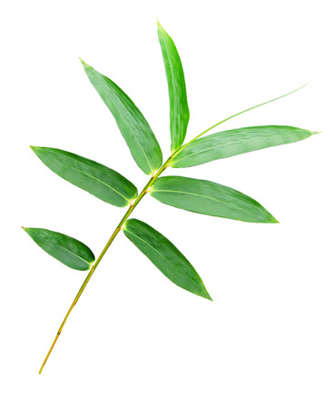 Bamboo leaves isolated on white backgroundの写真素材