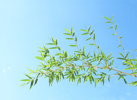 Bamboo leaves with blue skyの写真素材