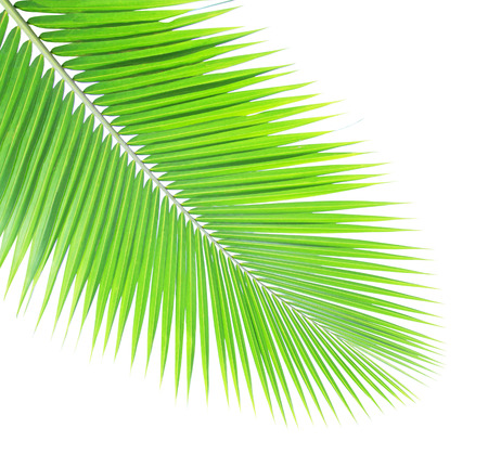 Green coconut leaf on white backgroundの写真素材